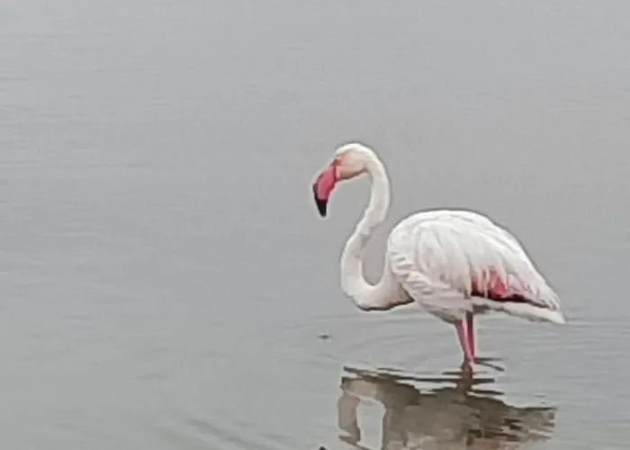 Colombo Palace - Viale Colombo 358 Daire